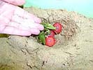 ラディッシュのぬか漬け